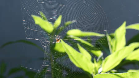 Spider web in the background of the sunrise. Garden landscapeの写真素材