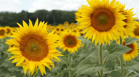Sunflowers garden. Sunflowers have abundant health benefits. Sunflower oil improves skin health and promote cell regeneration.の写真素材