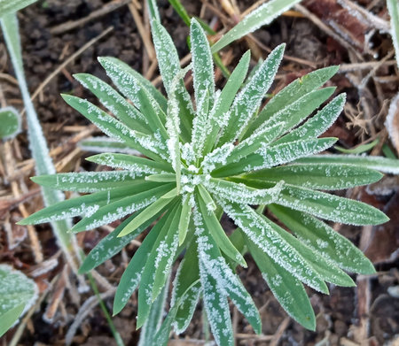 A close-up of ice crystals formed on the edge of a leaf. Frost on green leavesの写真素材