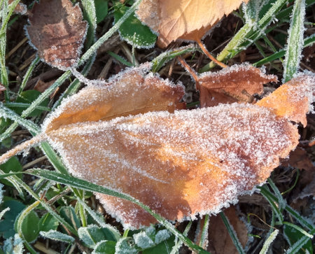 Autumn yellow leaf on a branch in frost needles. Morning frost. Rime. Late fall.の写真素材