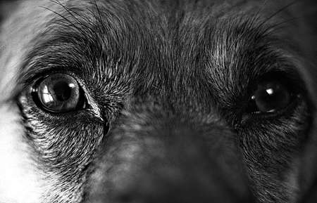 Black and white close-up portrait of dogs with lovely eyesの写真素材