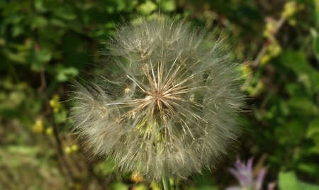 Summer wildflowers on a background of tall green grass, banner. Colorful flowers in summerの写真素材