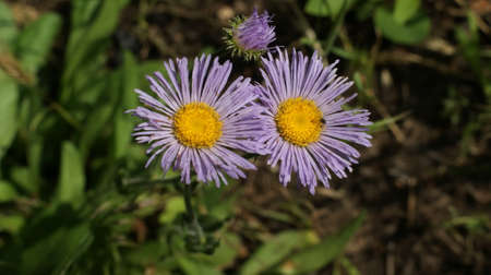 Summer wildflowers on a background of tall green grass, banner. Colorful flowers in summerの写真素材