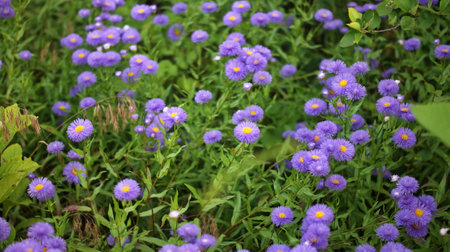 Summer wildflowers on a background of tall green grass, banner. Colorful flowers in summerの写真素材