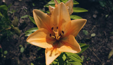 Beautiful yellow lilies with buds, against a background of green foliageの写真素材