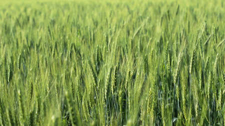 Wheat field and blue sky with sun. Green, not yet ripe earsの写真素材