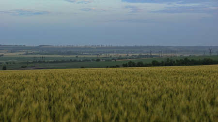 Wheat field and blue sky with sun. Green, not yet ripe earsの写真素材
