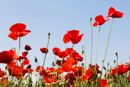 Blossom poppy with blue sky