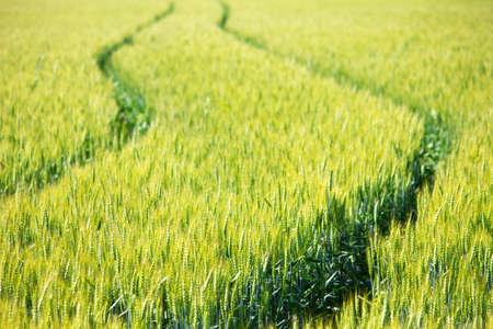 Grain field with traces