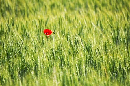 Poppy in the middle of a grain fieldの写真素材