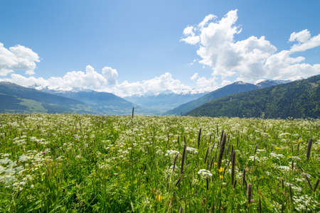 Grean meadow in the mountainsの写真素材