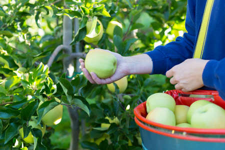 Woman picking green applesの写真素材