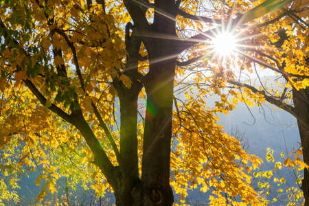Colorful tree in autumn