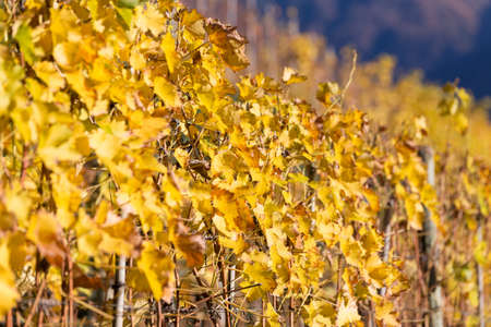Vineyard with yellow leaves in autumnの写真素材