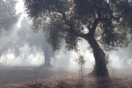 early morning, between olive treesの写真素材