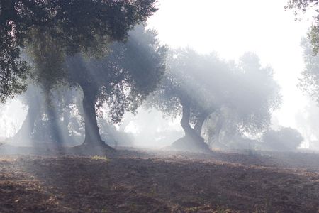 early morning, between olive treesの写真素材