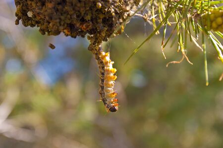 Caterpillarの写真素材