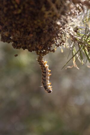 Caterpillarの写真素材