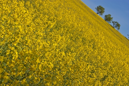 Canolaの写真素材