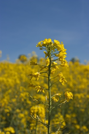 Canolaの写真素材