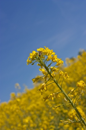 Canolaの写真素材