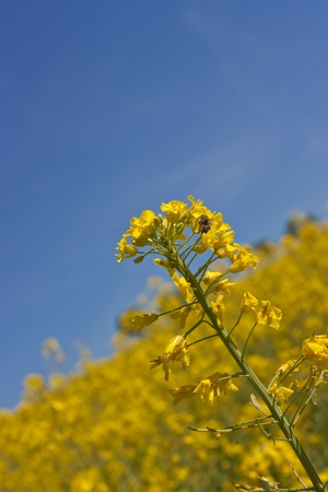 Canolaの写真素材