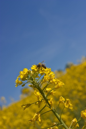 Canolaの写真素材