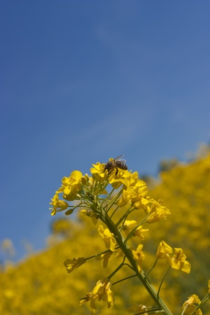 Canolaの写真素材