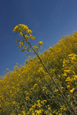 Canolaの写真素材