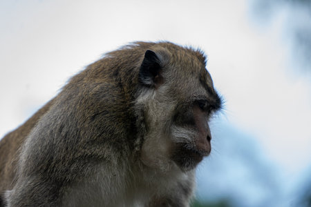 Monkey looking at the camera. Macaca fascicularis.の写真素材