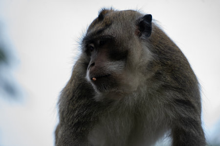 Monkey, Macaca fascicularis, close-up portraitの写真素材