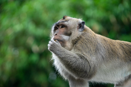 Long-tailed Macaque (Macaca fascicularis) in the wildの写真素材