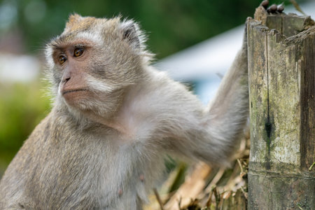 Long-tailed Macaque (Macaca fascicularis) in Thailandの写真素材