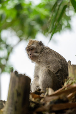 Long-tailed Macaque (Macaca fascicularis) in Thailandの写真素材