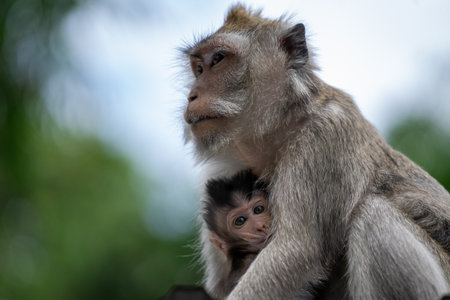 Monkey with a baby in a tree in Ubud, Baliの写真素材