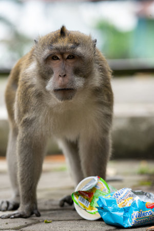 Monkey eating food in Bangkok, Thailand. (Selective focus)の写真素材