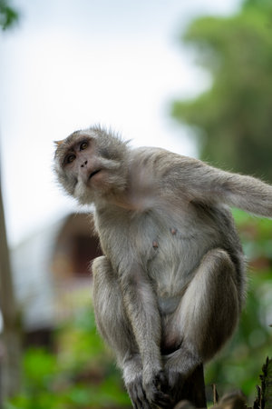 Monkey in Ubud Monkey Forest, Bali island, Indonesiaの写真素材