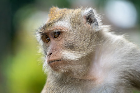 Portrait of a monkey in the park. Macaca fascicularisの写真素材