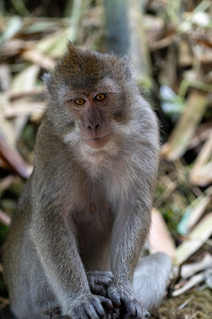 Long-tailed Macaque, Macaca fascicularis, sitting on the groundの写真素材