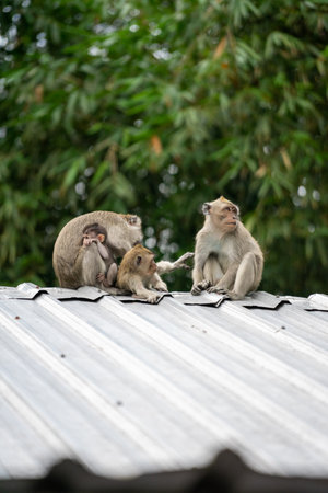 Monkey family on the roof in Ubud, Bali, Indonesiaの写真素材
