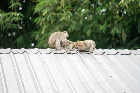Monkey family on the roof of the house, monkey family in Thailandの写真素材
