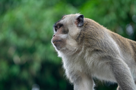 Monkey in Khao Yai National Park, Rayong, Thailandの写真素材