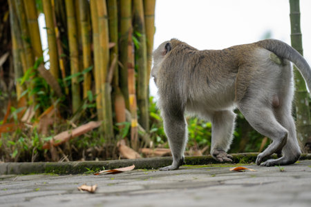 Long-tailed Macaque (Macaca fascicularis) in Ubud, Bali, Indonesiaの写真素材