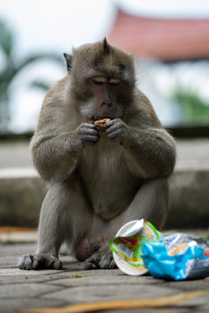 Monkey eating a bread in Ubud, Bali, Indonesiaの写真素材