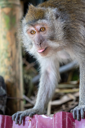 Monkey in the forest of Borneo, Sabah, Malaysiaの写真素材
