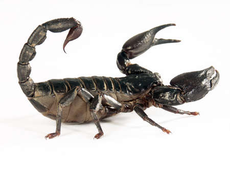 Black scorpion on white background