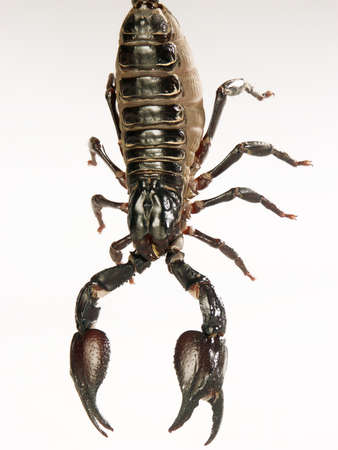 Black scorpion on white background