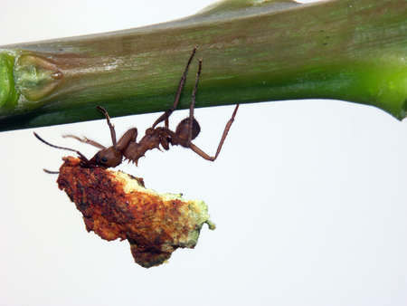 Ant carrying some leftover foodの写真素材
