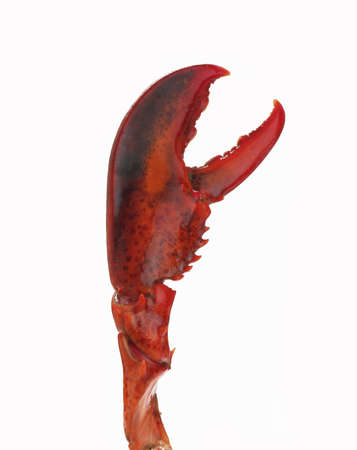 Lobster claw on white の写真素材