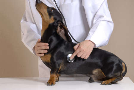 One young veterinary woman holding a dogの写真素材